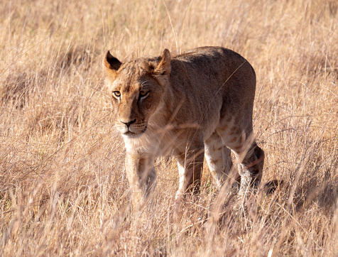 A lioness hidden close to a waterhole checks a herd of springboks.