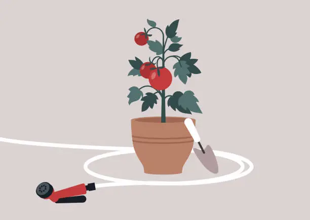 Vector illustration of Lush red tomatoes thrive in a terracotta pot, embodying a home gardening hobby embraced by millennials, the essence of a sustainable and hands-on approach to cultivating fresh produce in urban space