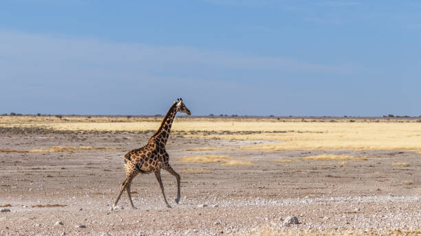 istock An angolan Giraffe ( Giraffa Camelopardalis Angolensis) running away, Etosha National Park, Namibia. 1942774961
