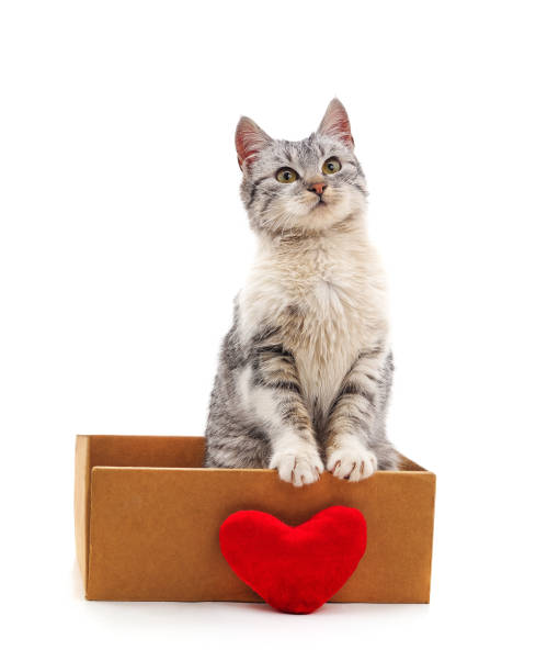 istock Kitten in a box with the heart. 1942775483