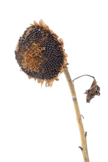 istock Dried sunflower with seeds. 1942782963