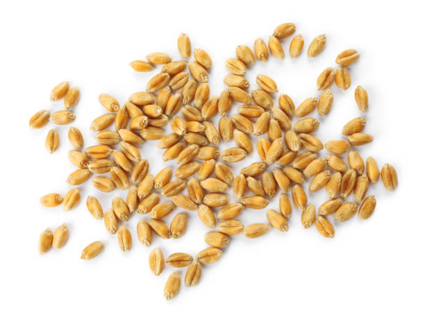 istock Pile of wheat grains on white background, top view 1942786083