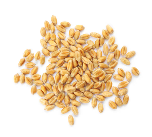 istock Pile of wheat grains on white background, top view 1942786104