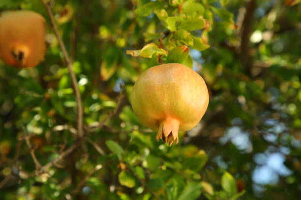 Unripe pomegranate growing on tree outdoors, closeup