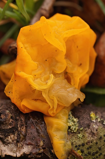 Natural vertical closeup on a yellow brain, golden jelly fungus, Tremella mesenterica in the forest