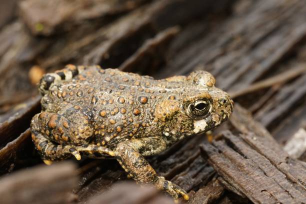istock Close up on a juvenile Western toad, Anaxyrus boreas, sitting on the forest floor 1942793450