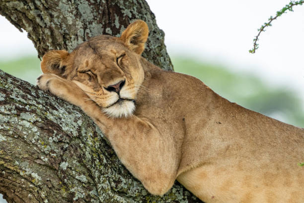 istock Tree climbing lion, sleeping in a tree. Serengeti National Park 1942802492