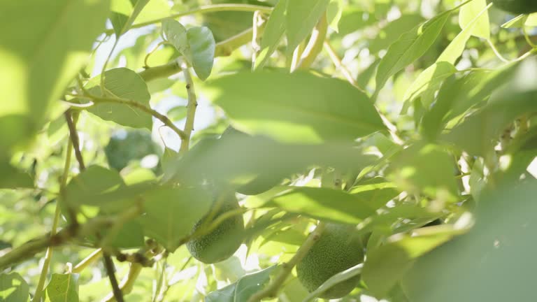 Close-up of an avocado on the tree, surrounded by dense foliage and bathed in sunlight.