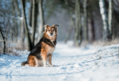 Dog sits on a snowy path in the woods. Outdoor photo