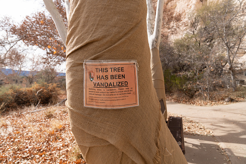 Rimrock, Arizona - December 16, 2023: Sign posted regarding a tree that was vandalized by the National Park Service at Montezuma Castle National Monument