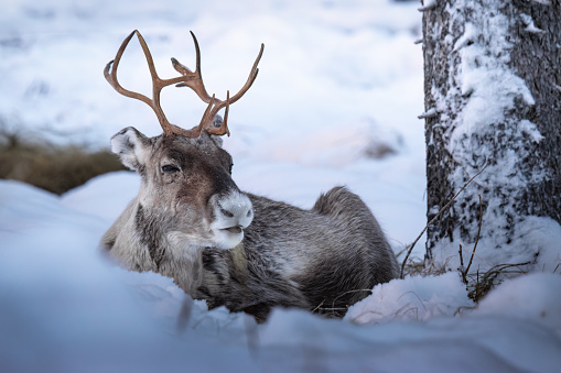 Reindeer is lying in the snow with antlers on his head