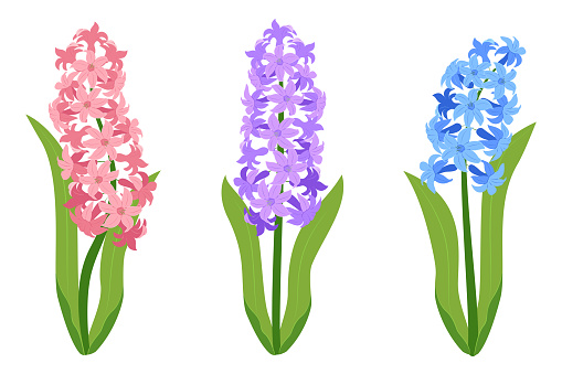 Set of pink, purple and blue hyacinth flowers isolated on a white background. Vector illustration