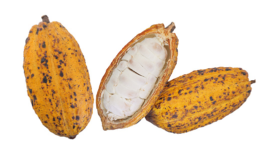 Natural cocoa fruit with white beans inside cacao pod isolated on white background.