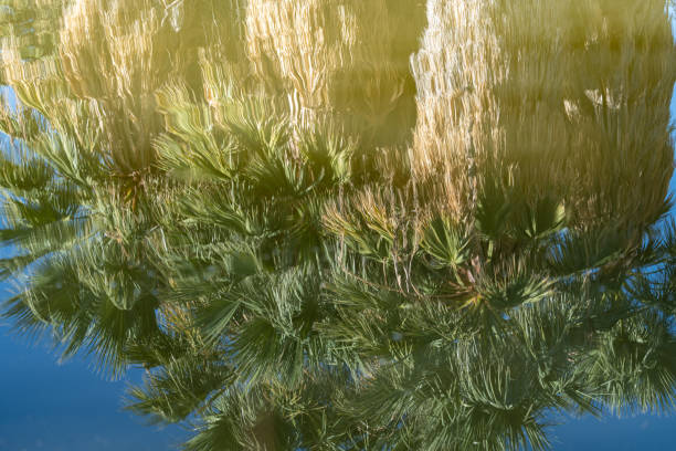 Water Strider and nature reflection on water