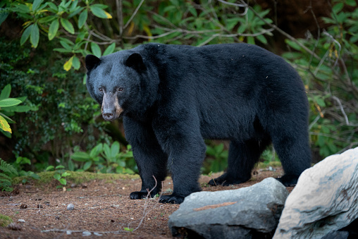 Black bears are common along the Oregon Coast and in the Coast Range. with an estimated population in the state between 25,000-30,000 according to the Oregon Department of Fish & Game. This one was seen in the forest at Florence, Oregon.