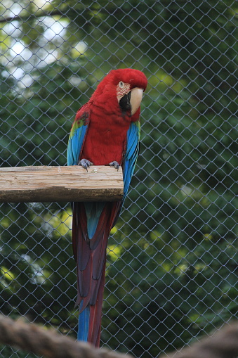 A Red and green macaw inside a aviary