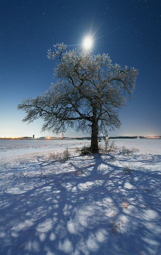 An oak tree in moonlight on a bitterly cold Winter night.