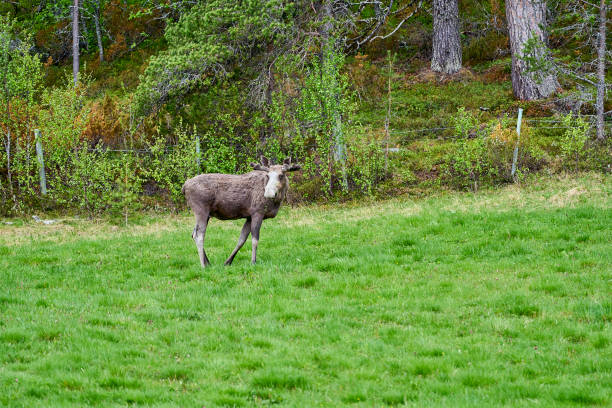 Scandinavian Moose with antlers standing on a meadow and granzing on the edge of a forest in Norway, Scandinavia.