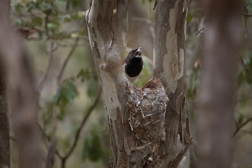 A Rufus Vanga parent bird is literally eating the excrement of its chicks, the white object ifs the fecal sac from the chicks and it’s useage keeps the nest clean