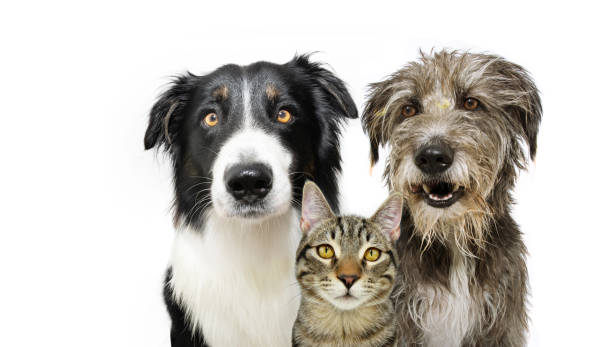 istock Banner pets. Dog and cat smiling and looking at camera. Isolated on white background 1942899079