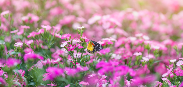 Beautiful yellow and black butterfly on pink flower and green nature blurred background in garden with copy space using as background insect, natural landscape, ecology, fresh cover page concept.