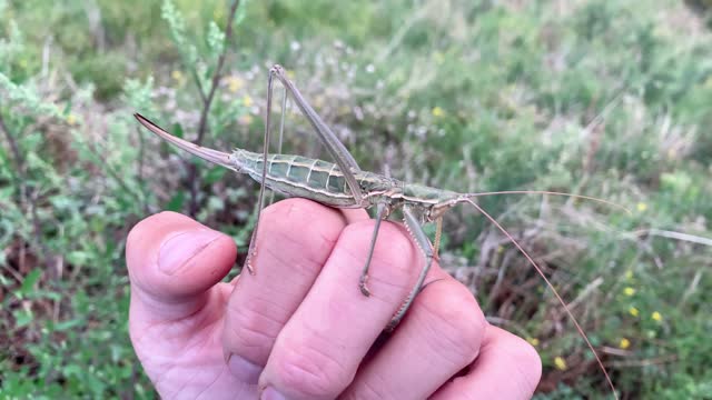 Rare Giant Saga Pedo Insect, Largest European Bug from the Orthoptera Family