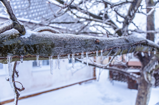 Tree branch covered with ice