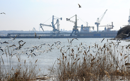Ukraine, Chernomorsk - 2018, March 03: wintering waterfowl in the Black Sea against the backdrop of port cranes