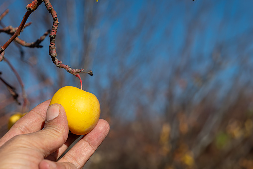 Man holding a small yellow apple from an apple tree near Lake Eirdir in Turkey.