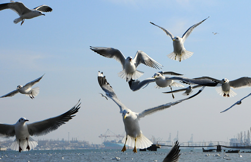 Birds of Ukraine.Gulls fly against the blue sky. Wintering waterfowl. Black Sea