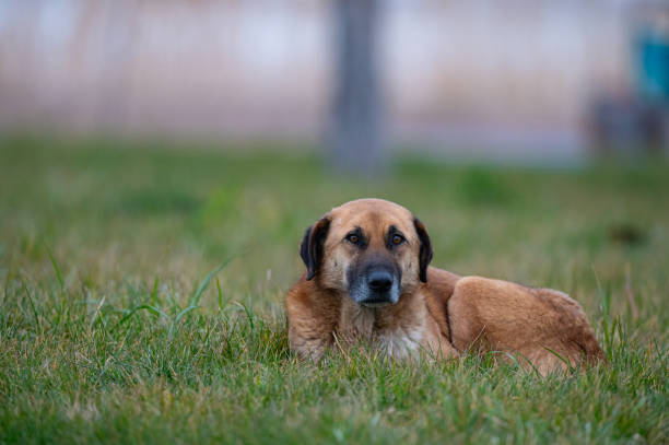 Brown-coloured stray dog lying on the grass.