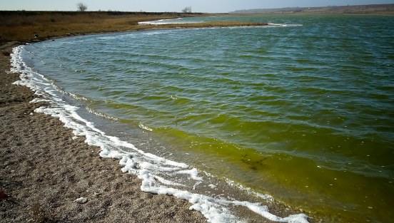 Environmental pollution, bloom of unicellular algae in a eutrophic reservoir, Ukraine