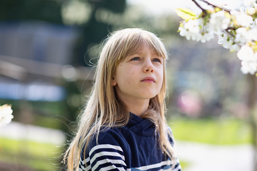 Girl, 8 years old, wearing a shirt with blue and white stripes, outdoors in springtime, looking at blossoms of cherry tree