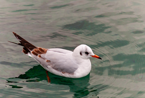 Young gull with a broken wing struggling in the sea