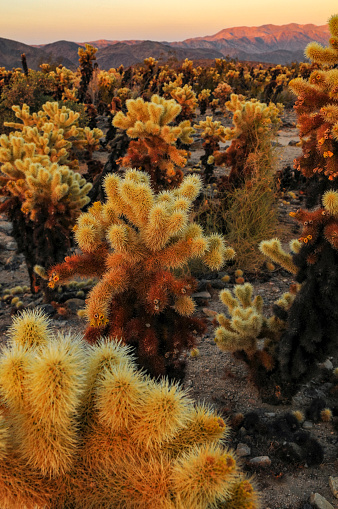 Sunset on the Cholla Cactus Garden, Joshua Tree National Park, California, USA.