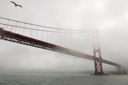A seagull and a fog-shrouded Golden Gate Bridge, San Francisco, California, USA.