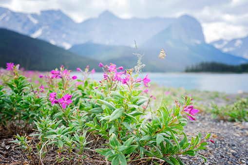 In Canada, wildflower is blooming in summer time. The best time of the year.