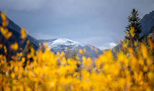In Rocky Mountain National Park, fall color is thriving in afternoon sunlight.