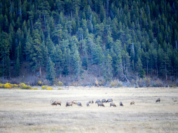 Free Stock Photo of Herd of elk grazing with a stunning scenic backdrop ...