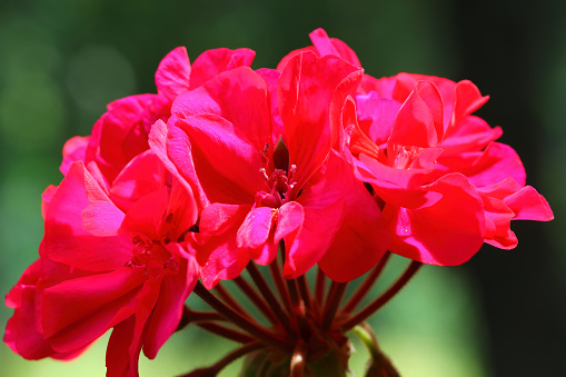 The red flowers of a geranium in bloom can be seen on a sunny day against a dark, blurred background of its green leaves.