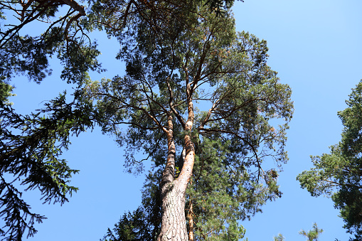 Looking up into the forest, a tall pine tree and branches are seen against the blue sky. This is a landscape in the forest near the town of Wilga in Poland.