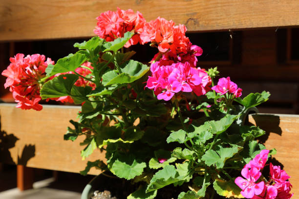 istock Wooden railing and flowering geraniums 1942946188