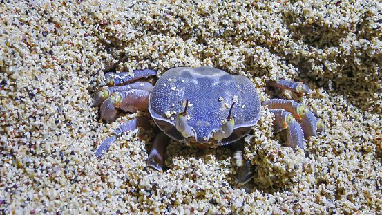 Little green and brown crab with white spots, well-camouflaged against the sand.