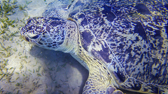 Green sea turtle (Chelonia mydas) eating seaweed on the seabed, Red Sea