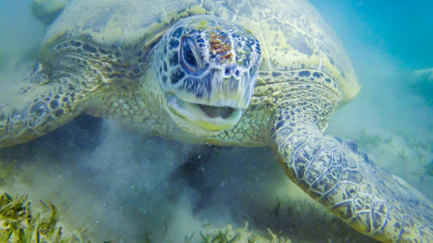 istock Green sea turtle (Chelonia mydas) eating seaweed on the seabed 1942946701