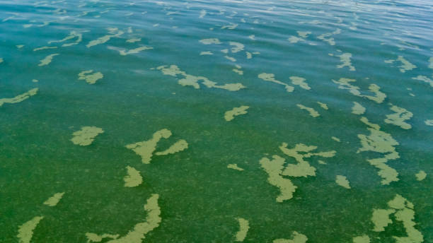 istock Algae float on the surface of the water in the Black Sea, a toxic blue-green algae (Nodularia spumigena) 1942948315
