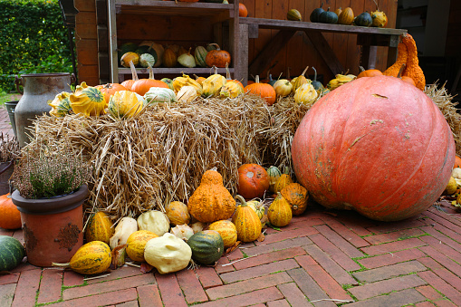 Sales stand of various types of pumpkins in Germany.