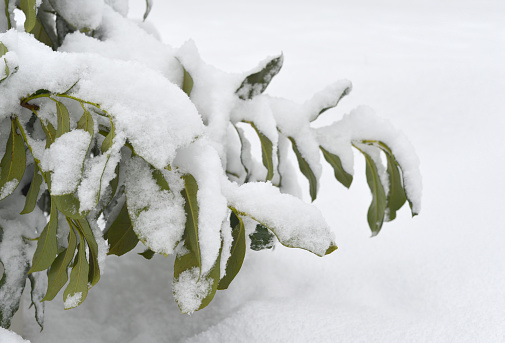 Closeup of a tree being weighed down by heavy snowfall in British Columbia.