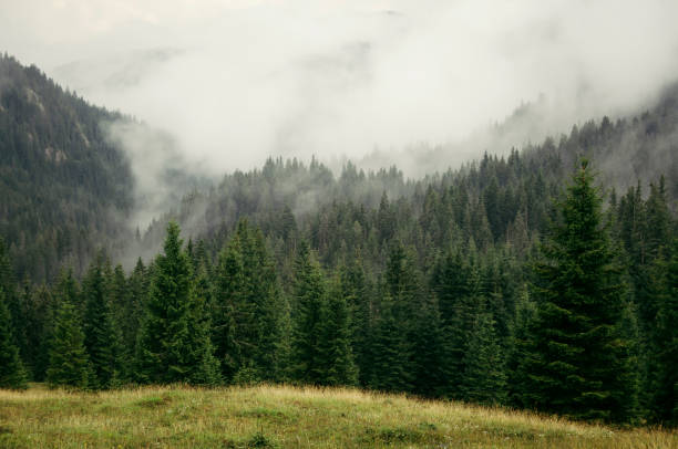 istock pine tree forest in fog, natural landscape 1942975101