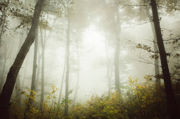 istock colorful autumn forest background 1942975604